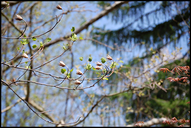 Spring sky