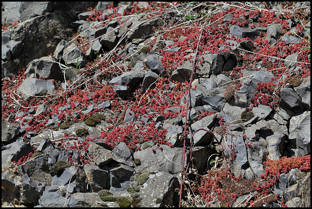 Sedum album sur basalte