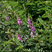 Indigofera tinctoria