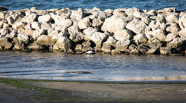 20150527 8267VRTw [F] Seidenreiher (Egretta garzetta), Le Grau du Roi, Camargue