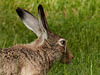 'Hiding' in the grass