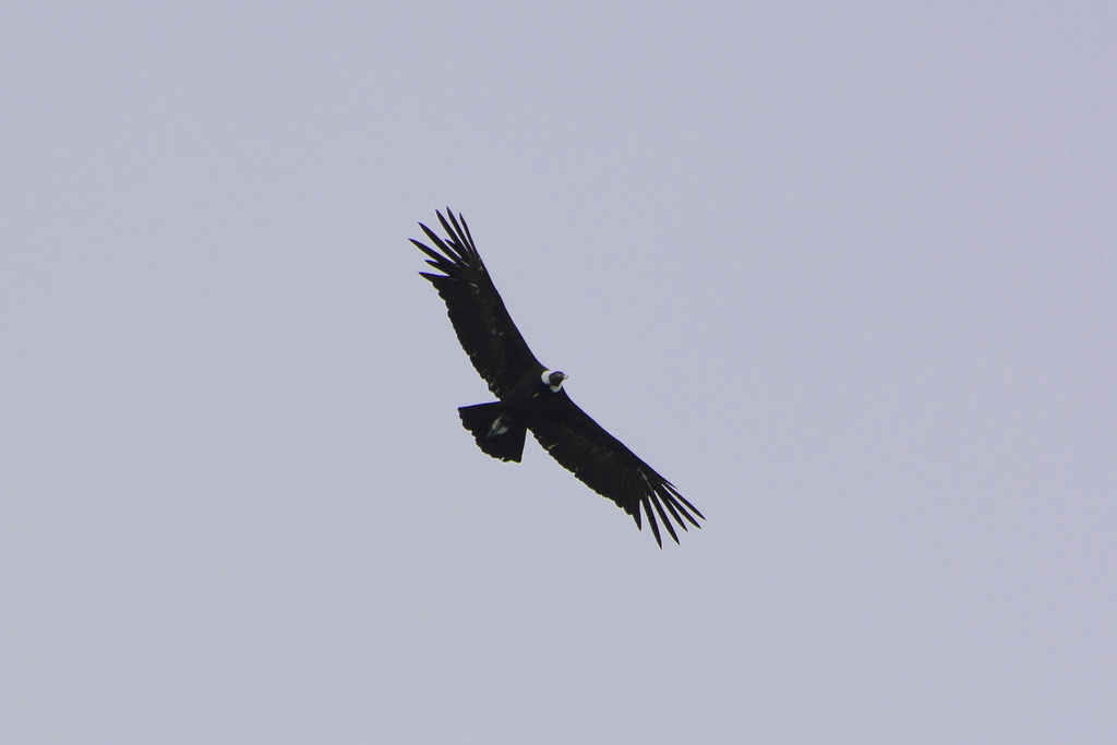 Argentina, The Andean Condor