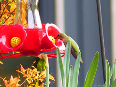 Kolibri - Futterstelle