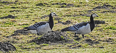 20180407 3702CPw [D~LER] Weißwangengans (Branta leucopsis), Holtgaster See, Holtgasten