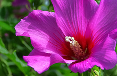 Fleur d'Hibiscus.