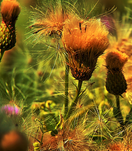 Thistles