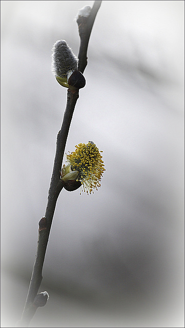 L'avenir du saule