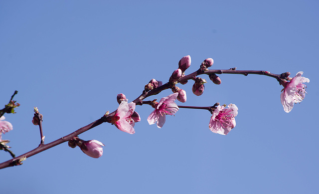 C'est le printemps - Yzeron (Rhône)