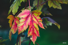 Autumn leaves are turning