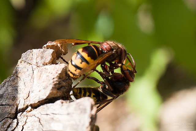 Hornissen an der Insektentränke III.