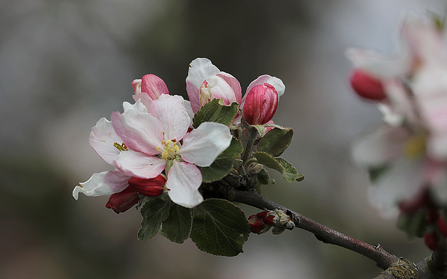 Pour la pomme