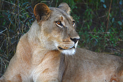 Botswana, Lioness Close-up in the Chobe National Park