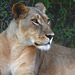 Botswana, Lioness Close-up in the Chobe National Park