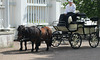 Horse pulled carriage.