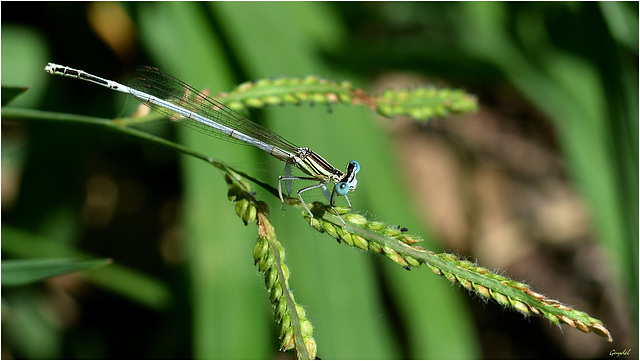 Bonsoir jolie demoiselle !