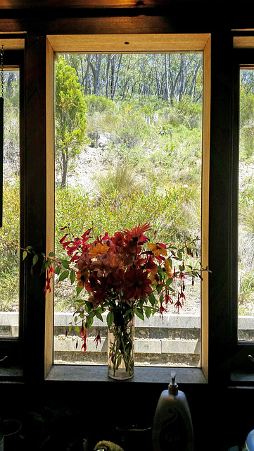 The Australian bush at Christmas time. The flowers though, are peruvian lilies and fuschias