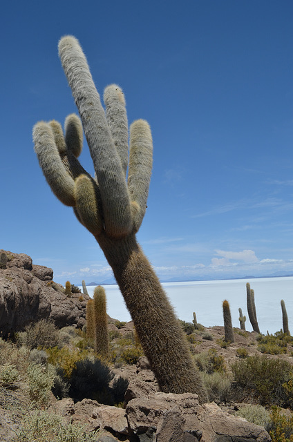 Bolivia, Isla del Pescado (Fish Island), Cactus of Thousand Years Old