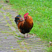 Chicken held by a magic circle