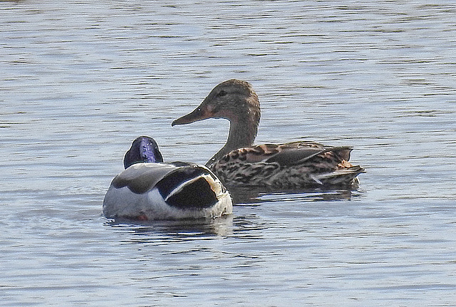 20180407 3706CPw [D~LER] Stockente [m], Löffelente [w], Holtgaster See, Holtgasten