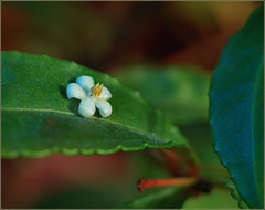 Dropt Coralberry flower