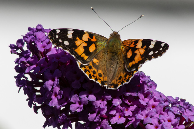 Painted Lady butterfly