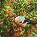 Graines de pyracantha pour casse-croute