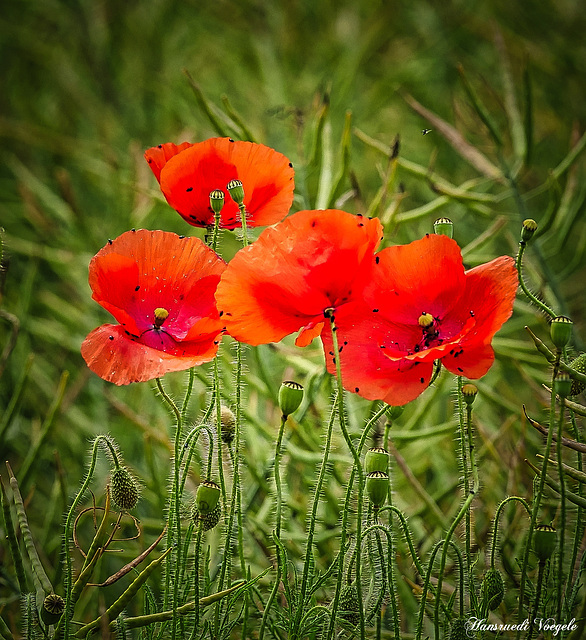 Mohn mit  Rapskäfer