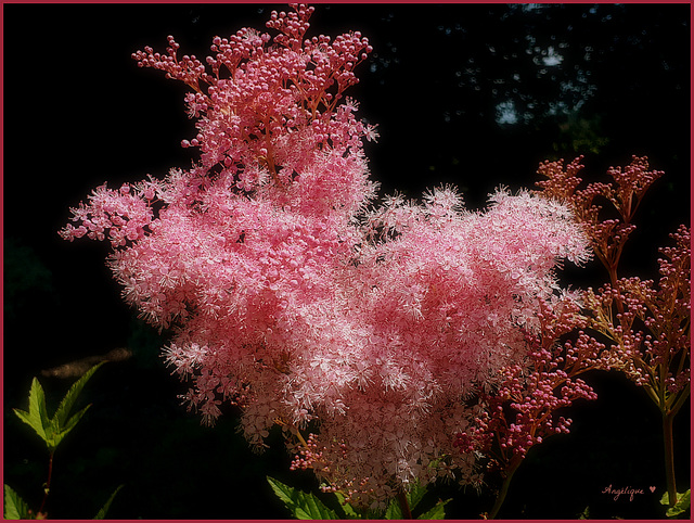 Filipendule, reine des près..........