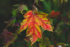 Autumn leaves are turning
