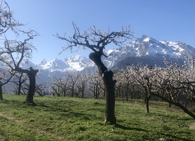 Abricotiers en fleurs