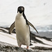 Adelie Penguin