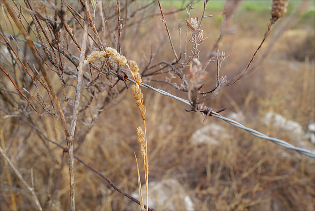 Thirsty Land Poetry, before rain season