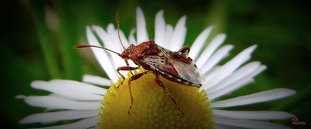 Punaise, rouge et blanc, (Rhopalus subrufus)