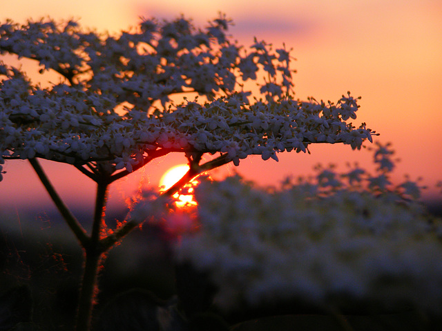 Sambucus Nigra Sunset