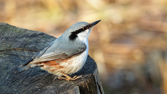 Eurasian nuthatch - Sitta europaea europaea