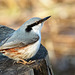 Eurasian nuthatch - Sitta europaea europaea