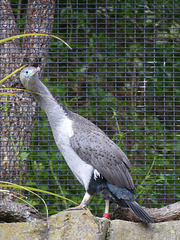 Spotted Shag (2) - 21 February 2015