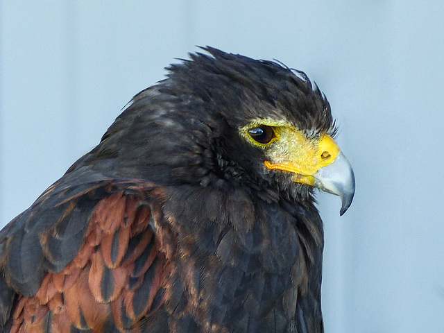 Harris's Hawk