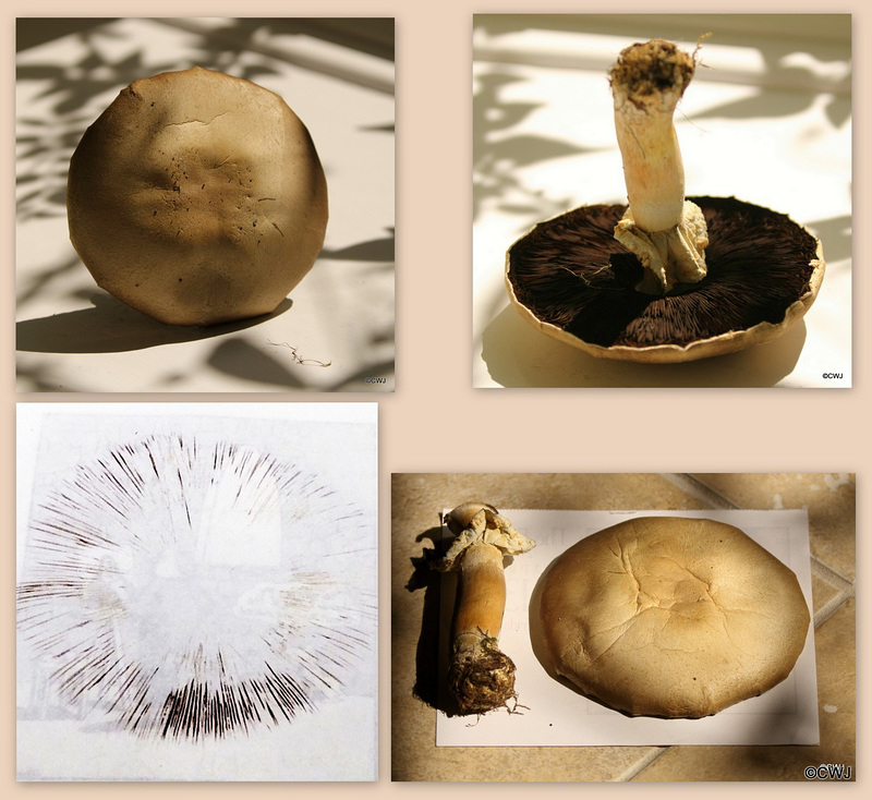 Agaricus Campestris - Field Mushroom