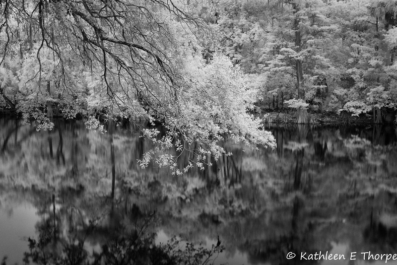 Trout Creek - Hillsborough River 001