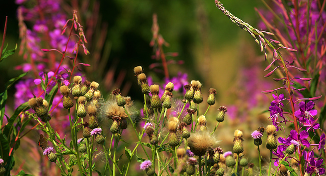 Thistles