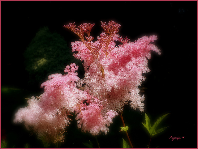 Reine des prés............ Bon dimanche .........!