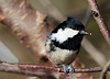 Periparus ater