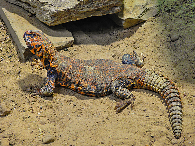 20210709 1578CPw [D~OS] Geyrs-Dornsschwanzagame, Zoo Osnabrück