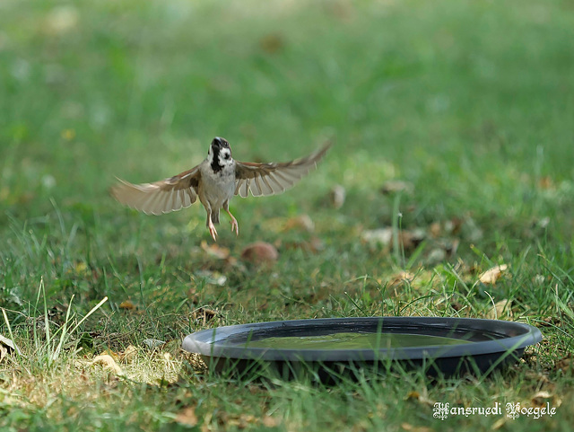 Spatz im Abflug