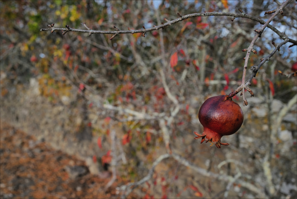 Wild pomegranate, HWW