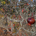 Wild pomegranate, HWW