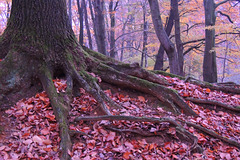 autumn forest colors