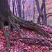 autumn forest colors