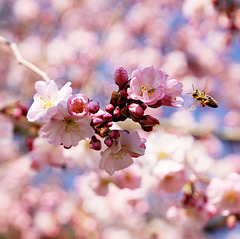 Bienchen auf dem Weg zu den Japanischen Kirschblüten